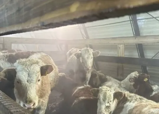 В Якутии отелились порядка 1 300 коров