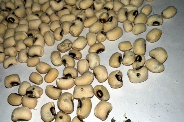 В Якутске обнаружены 9 партий фасоли, зараженной опасным вредителем