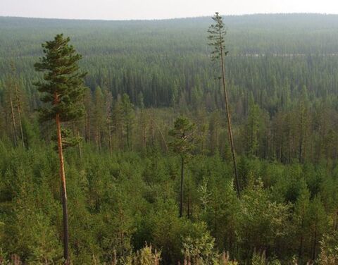Маршруты противопожарного патрулирования лесов Якутии составят почти 30 тысяч километров Маршруты противопожарного патрулирования лесов Якутии составят почти 30 тысяч километров
