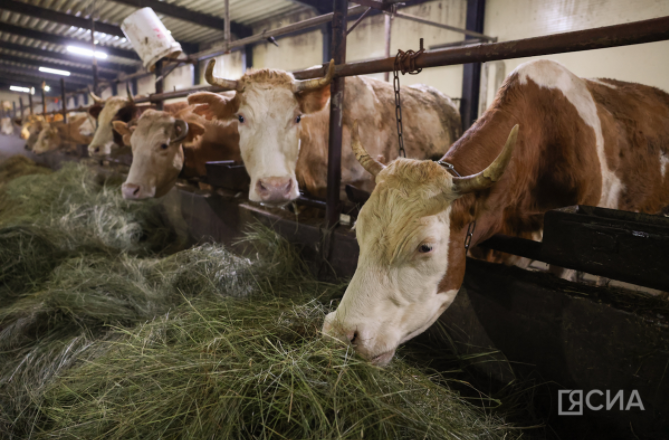 В Якутии уже отелились 213 коров