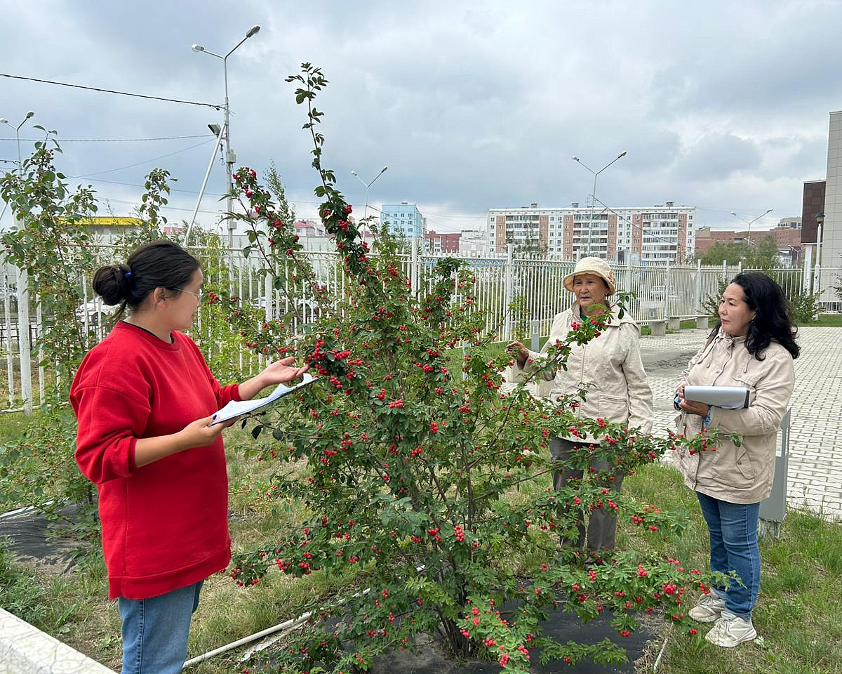 В Якутске в следующем году начнется озеленение улиц Ильменская и Пирогова -  Арктикпост