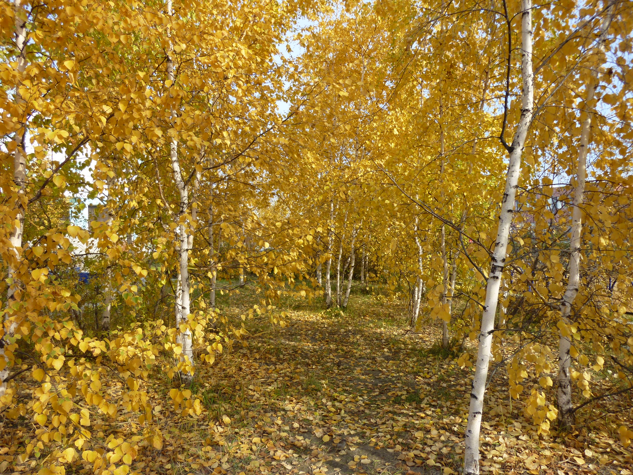 Золотая осень в Якутии
