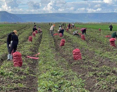 В Якутии собрано более 46 тысяч тонн картофеля и овощей