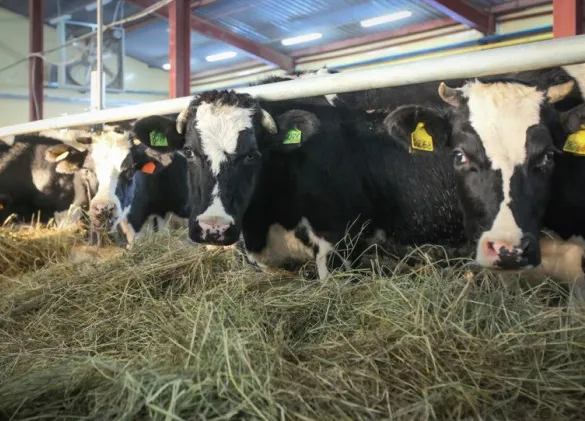 В Минсельхозе Якутии стартовала программа грантовой поддержки ветеранов и участников СВО «Агромотиватор»