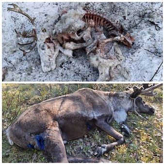 Кэбээйи Сэбээн Күөлүгэр бөрөлөр хайыы-уйэ кэлбиттэр