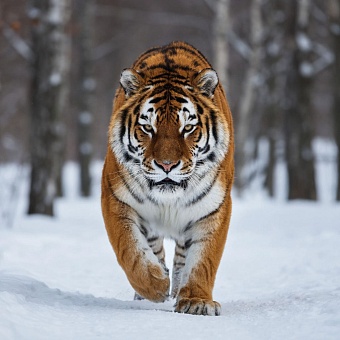 120 лет назад у села Эжанцы был добыт самый знаменитый в Якутии тигр