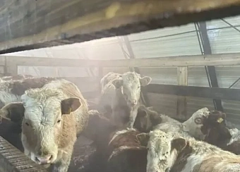 В Якутии отелились порядка 1 300 коров