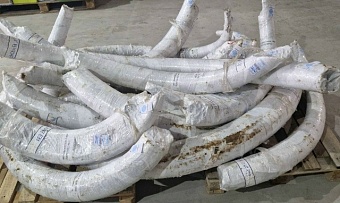 В Якутии за год оформлены сертификаты на экспорт 38,5 тонн бивней в КНР
