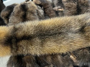 За две с небольшим недели нового года из Якутска на международный пушной аукцион отправлено более 7 тысяч собольих шкур