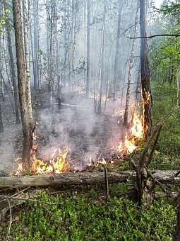 В Якутии действуют 18 лесных пожаров на 76 810,5 га
