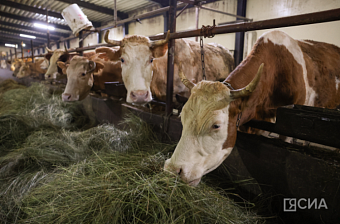 В Якутии уже отелились 213 коров