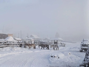 Якутия удерживает лидерские позиции в стране по количеству лошадей