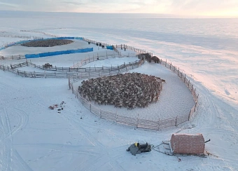 В Якутии идет осенняя корализация домашних северных оленей |